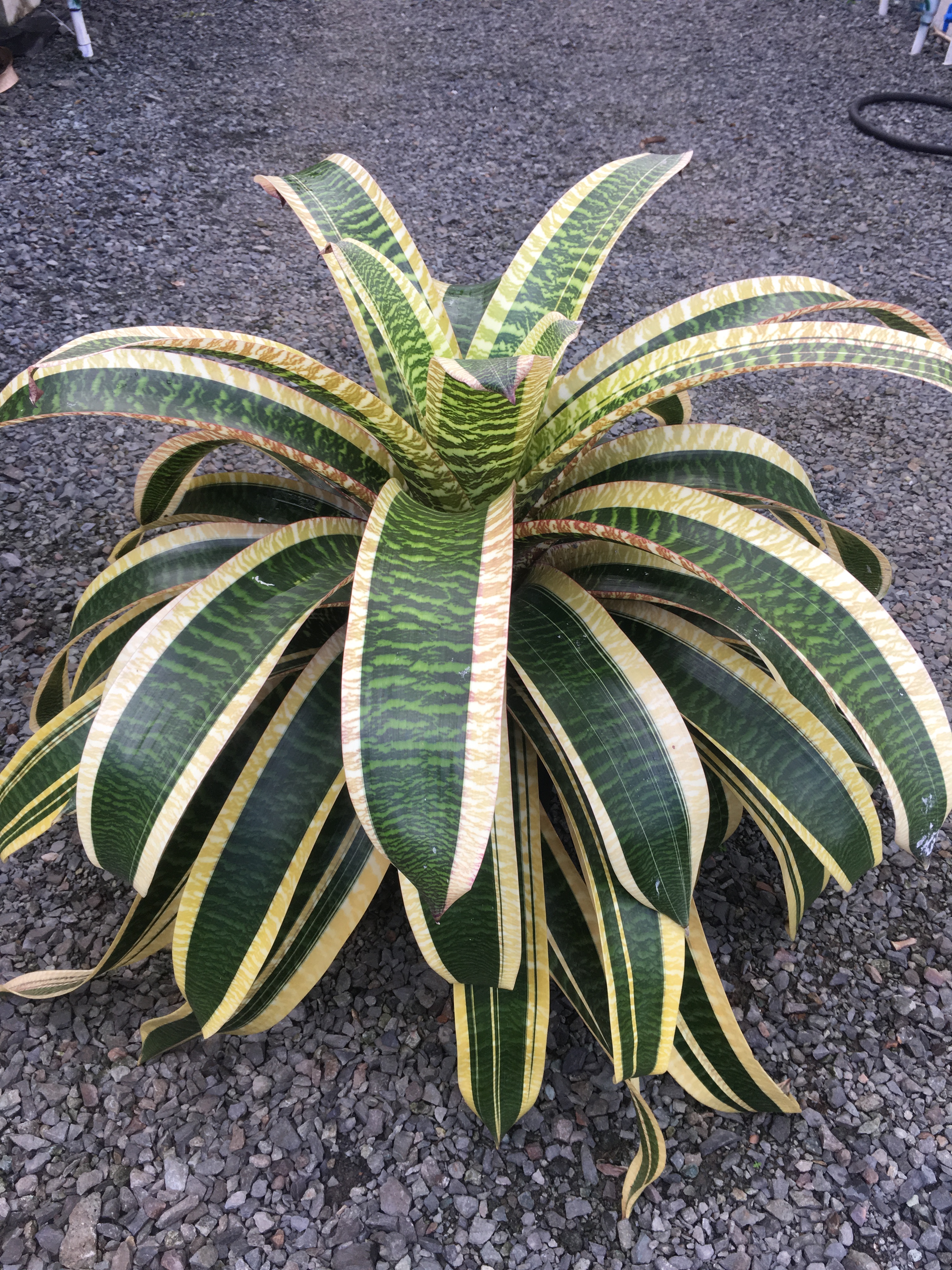 Vriesea Hybrid Abigail Gold | Fantastic Gardens Hawaii